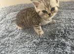 Toby - Scottish Straight Kitten For Sale - Levittown&comma; PA&comma; US