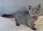 British Shorthair Blue Female Ready to go home - British Shorthair Kitten For Sale - Clearwater&comma; FL&comma; US