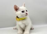 Litter Cc - Turkish Angora Kitten For Sale - Brooklyn&comma; NY&comma; US