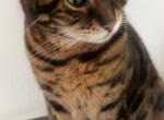 Ella - Domestic Cat For Adoption - 