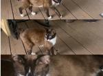 Missys brown babies two - Siamese Kitten For Sale - Cushing&comma; TX&comma; US