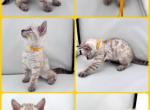 DaisysLitter - Bengal Kitten For Sale - Natchitoches&comma; LA&comma; US