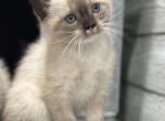 Adorable Siamese kittens - Siamese Kitten For Sale - Enfield&comma; CT&comma; US