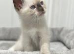 Adorable Siamese kittens - Siamese Kitten For Sale - 