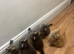 Kiko - Maine Coon Kitten For Sale - Boston&comma; MA&comma; US