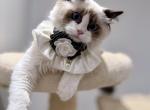 ACE - Ragdoll Kitten For Sale - Queens&comma; NY&comma; US