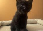 Mini - Domestic Kitten For Sale - Philadelphia&comma; PA&comma; US