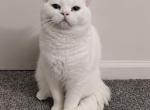 Harris - British Shorthair Cat For Sale - Rahway&comma; NJ&comma; US