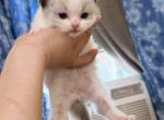 Lilly litter2 - Ragdoll Kitten For Sale - Brooklyn&comma; NY&comma; US
