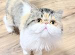 Baby - Persian Cat For Sale - 