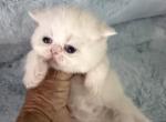 Exotic white kittens - Exotic Kitten For Sale - Orlando&comma; FL&comma; US
