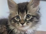 Trixie  twenty six toe polydactyl - Maine Coon Kitten For Sale - 