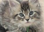 Burt 26 toe polydactyl - Maine Coon Kitten For Sale - Mundelein&comma; IL&comma; US