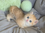 Honey - British Shorthair Kitten For Sale - TN&comma; US