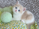 Gianna - British Shorthair Kitten For Sale - TN&comma; US