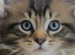 Ernie - Maine Coon Kitten For Sale - 