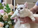 Munchkin White Male - Munchkin Cat For Sale - Orlando&comma; FL&comma; US