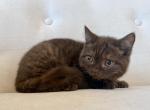 British Shorthair Chocolate Female - British Shorthair Kitten For Sale - Orlando&comma; FL&comma; US