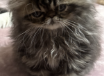 Cutest little Tabbies Females 2 available - Persian Kitten For Sale - Lehighton&comma; PA&comma; US