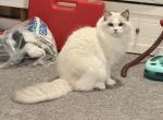 Ragdoll Seal Male Retiring - Ragdoll Cat For Sale/Retired Breeding - Orlando&comma; FL&comma; US