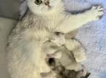 British Shorthair Silver Chinchilla Female Retirin - British Shorthair Cat For Sale - Orlando&comma; FL&comma; US