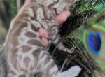 Charcoal Sepia - Bengal Kitten For Sale - Hermann&comma; MO&comma; US