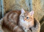 Danny - Siberian Kitten For Sale - Douglas&comma; MA&comma; US