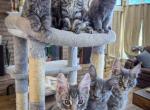 The Mazatl&aacute;n Litter - Maine Coon Kitten For Sale - Hemet&comma; CA&comma; US