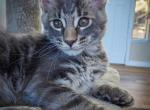 Tostada - Maine Coon Kitten For Sale - Hemet&comma; CA&comma; US