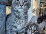 Frijole - Maine Coon Kitten For Sale - Hemet&comma; CA&comma; US