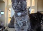 Tamale - Maine Coon Kitten For Sale - Hemet&comma; CA&comma; US