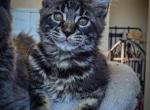 Queso - Maine Coon Kitten For Sale - Hemet&comma; CA&comma; US
