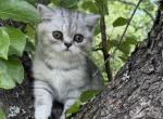 Dusty - Persian Kitten For Sale - Saint Johnsbury&comma; VT&comma; US
