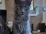 Chips - Maine Coon Kitten For Sale - Hemet&comma; CA&comma; US