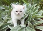 Butterscotch - Persian Kitten For Sale - Saint Johnsbury&comma; VT&comma; US