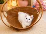 Isadora - Munchkin Kitten For Sale - Neosho&comma; MO&comma; US