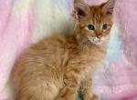 Ginger - Maine Coon Kitten For Sale - Dresden&comma; OH&comma; US
