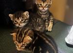Kittens Bengal - Bengal Kitten For Sale - North Brunswick Township&comma; NJ&comma; US