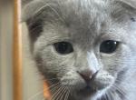 Bruce Scottish fold X Seal Point Siamese - Scottish Fold Kitten For Sale - Arlington&comma; MN&comma; US