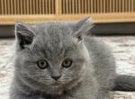 Philly - British Shorthair Kitten For Sale - Phila&comma; PA&comma; US