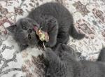 Philly - British Shorthair Kitten For Sale - Phila&comma; PA&comma; US