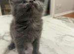 Mero - Persian Kitten For Sale - Cleveland&comma; OH&comma; US