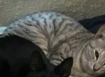 Juniper - Domestic Cat For Adoption - 