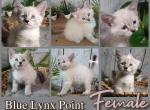 Female Kitten Blue Lynx Point - Siberian Kitten For Sale - Eagan&comma; MN&comma; US