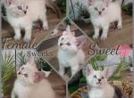 Female Ragdoll Siberian - Ragdoll Kitten For Sale - Eagan&comma; MN&comma; US