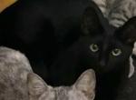 Charlie - Domestic Cat For Sale - West Palm Bch&comma; FL&comma; US