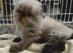 Rayne's Himalayan's - Himalayan Kitten For Sale - Greenville&comma; OH&comma; US