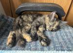 Rosebud Tortoiseshell Calico - Maine Coon Kitten For Sale - WI&comma; US