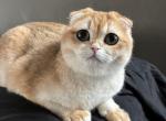 Peachy Peach - Scottish Fold Kitten For Sale - Henderson&comma; NV&comma; US