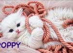 Persian Babies - Persian Kitten For Sale - Jacksonville Beach&comma; FL&comma; US